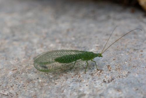 Atlantochrysa atlantica